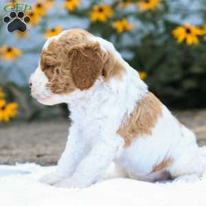 Conner F1B, Cavapoo Puppy